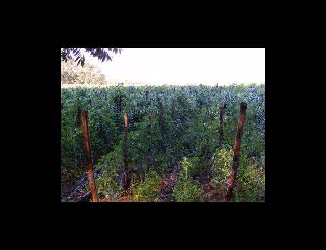 200HA FARM FOR SALE IN MUDEN